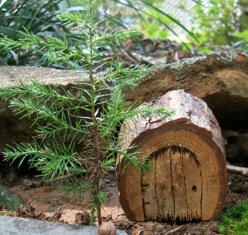 Tree Branch Fairy Door, Natural and Rustic Style 3 1/4 inches