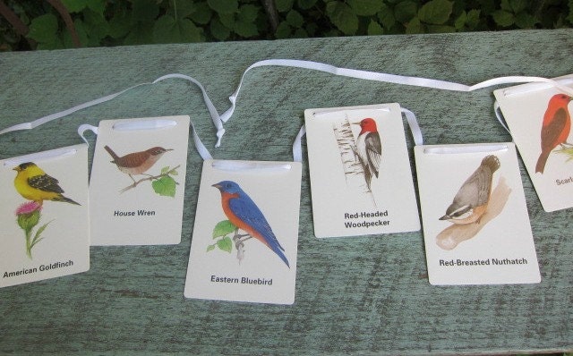 Bird flash cards Bunting
