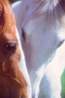 FREE SHIPPING - Giclee' Print 8 x 10 Horses