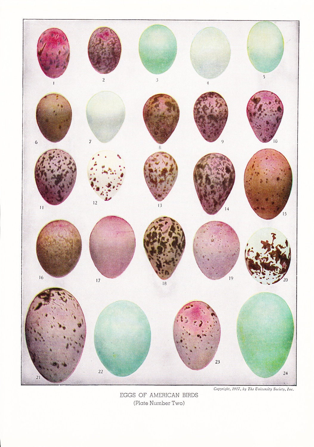 1936 Bird Eggs Print - Plate Number Two - Vintage Antique Home Decor Book Plate Art Illustration for Framing 75 Years Old