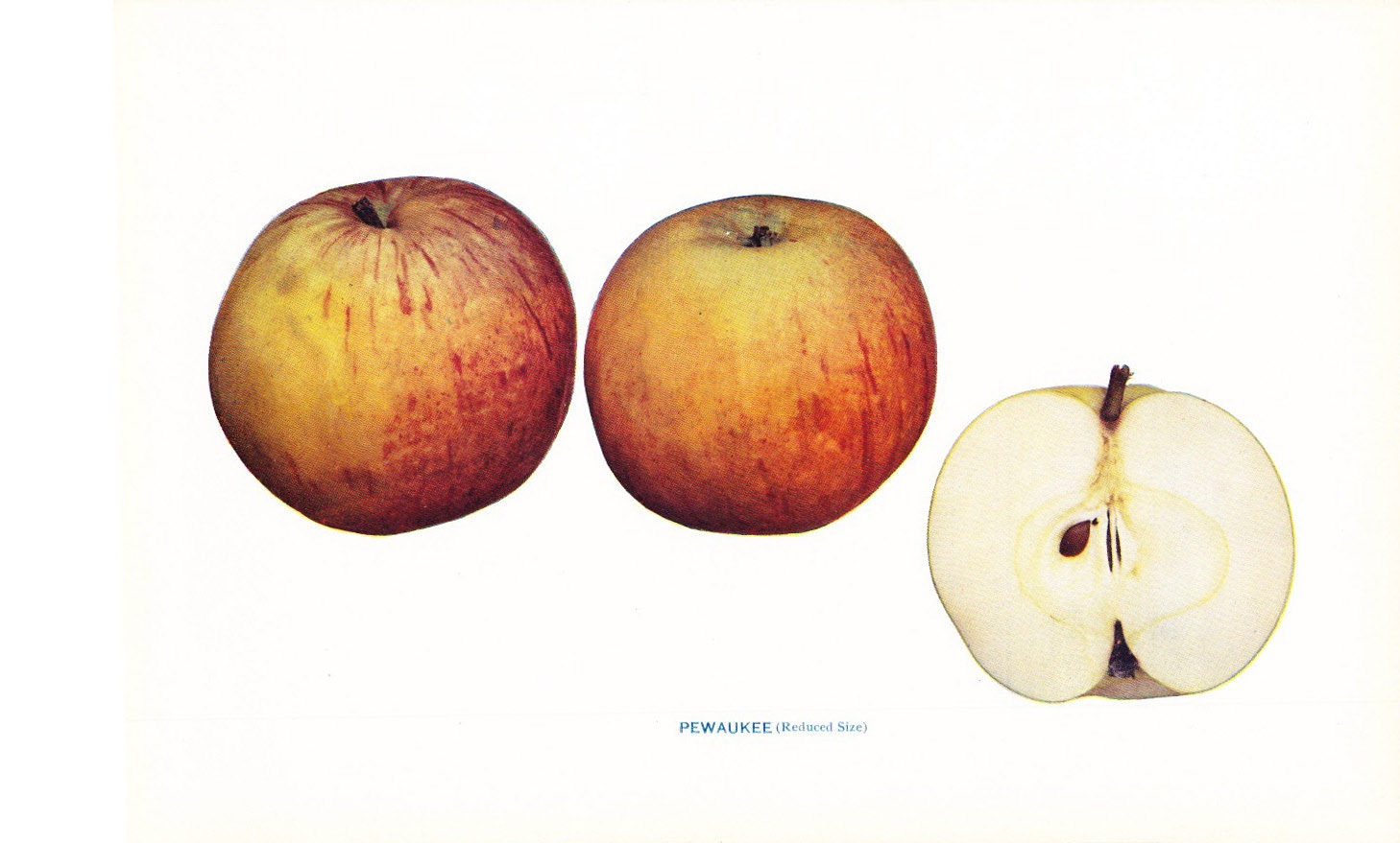1905 Fruit Print - Pewaukee Apple - Vintage Home Kitchen Food Decor Plate Plant Art Illustration Great for Framing 100 Years Old