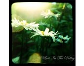 Nature Photograph, Flower Photo, Wall Art, Daisy Ttv Photography, Sunny Summer Garden, Green, White, Yellow, 5x5 Fine Art, fPOE