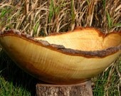 18 inch Curly Ash natural bark edge bowl