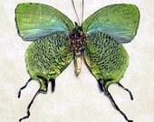 Arcas Imperialis Real Framed metallic Green Tailed Butterfly 6246