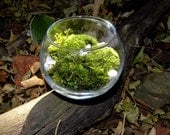 Simple Green Moss Terrarium Kit-Pillow moss-Easy Care-White stones-Woodland Forest moss-Live Moss