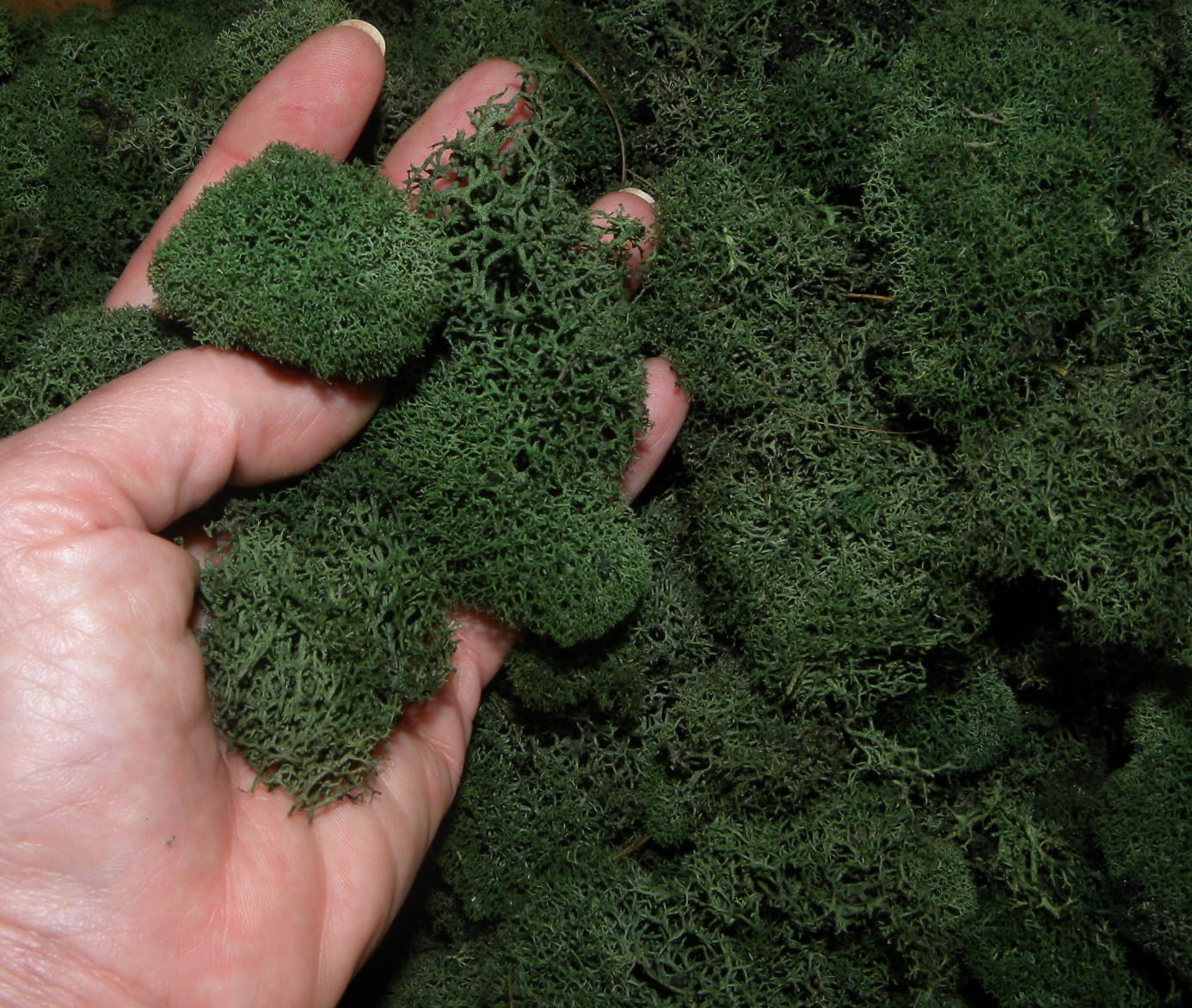 Dark Green Reindeer moss-Deer foot moss-Fluffy Lichens-Preserved Lichens-Spring Green Colors in assorted sized spongy soft balls