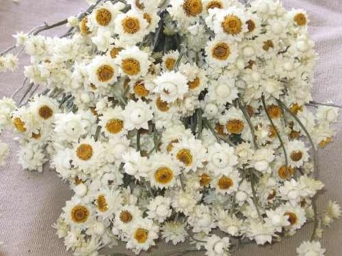 Ammobium dried floral LARGE 4 oz bunch-White wedding flower-Mini white strawflower-Corsage flowers-Dyed flowers