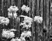 Pushed Up - 8 x 12 Fine Art Black and White Photograph