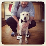 Dog Bow Tie and Cuffs Set Black Satin Wedding Formal Wear