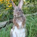 OOAK Needle felted Alpaca Life Size Cottontail Bunny Rabbit  Hare Poseable Artist doll