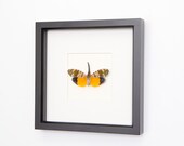 Real Framed Insect Lantern fly Taxidermy Display
