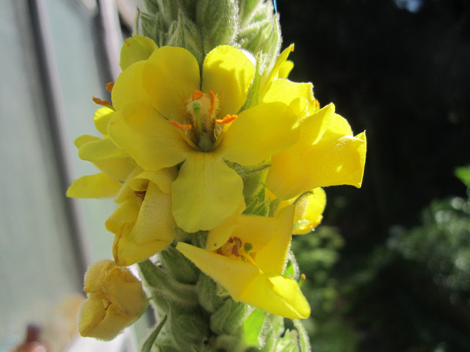 Organic Mullein Seeds- Organic Herb Seeds