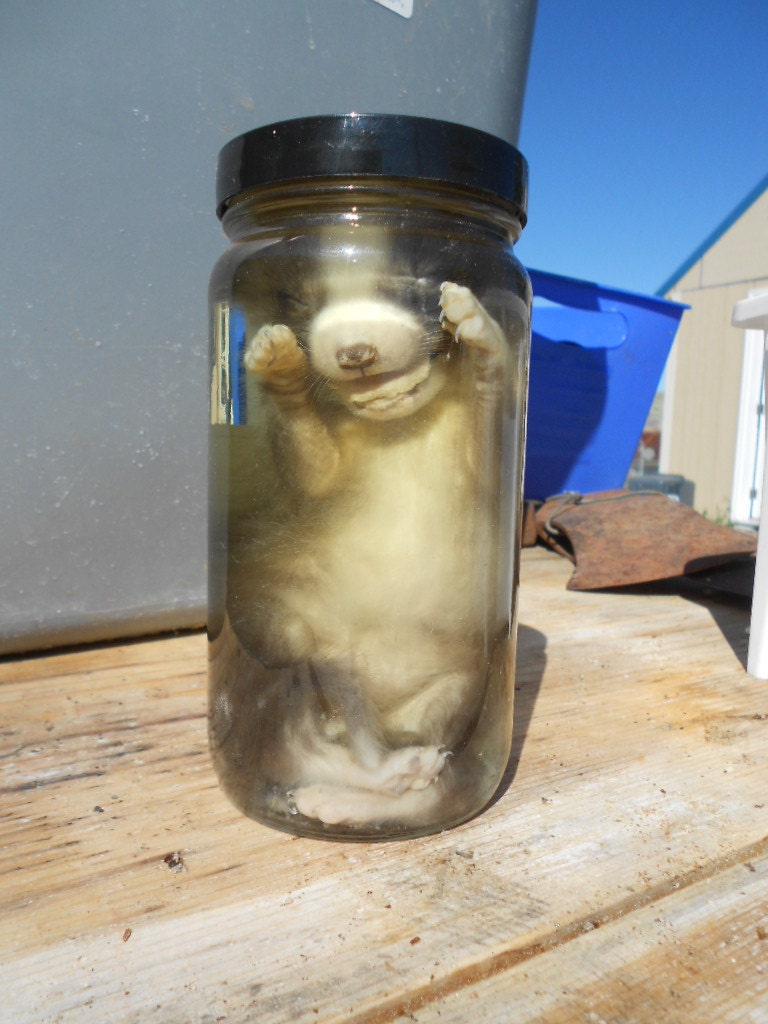 Wet Preserved Silver Fox Pup - Jarred Specimen- Lot No. 1040-B