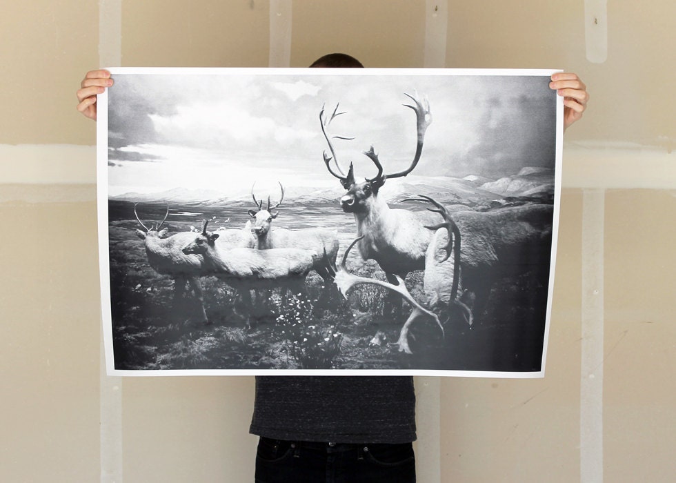 Deer Herd - 24x36 Plotter Poster