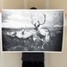 Deer Herd - 24x36 Plotter Poster