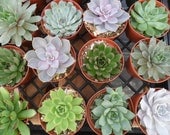 6 Large Succulent CUTTINGS, Rosette Shape, Great Size For Your Bouquet, Wedding Decor, From 4 Inch Pots