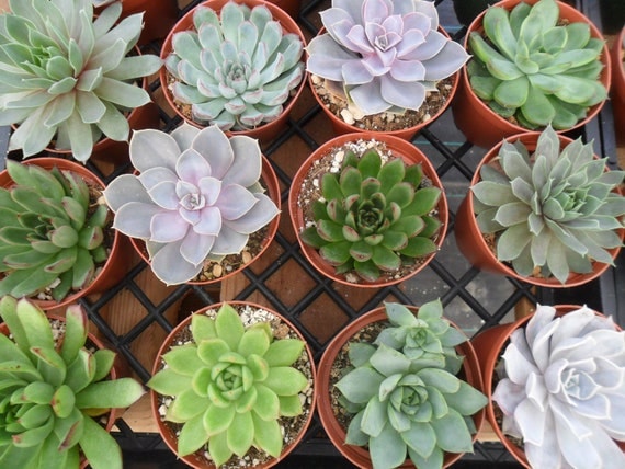 6 Large Succulent CUTTINGS, Rosette Shape, Great Size For Your Bouquet, Wedding Decor, From 4 Inch Pots