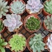 6 Large Succulent CUTTINGS, Rosette Shape, Great Size For Your Bouquet, Wedding Decor, From 4 Inch Pots