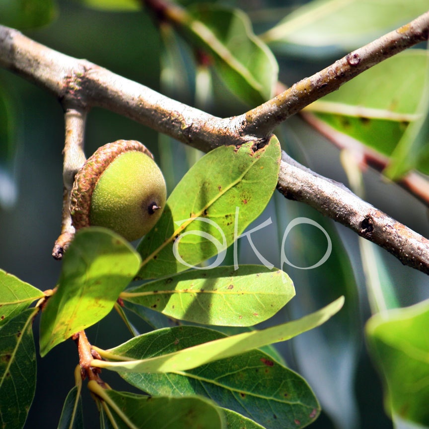 10" x 10" Ready to Hang Canvas Acorn with Branch Print