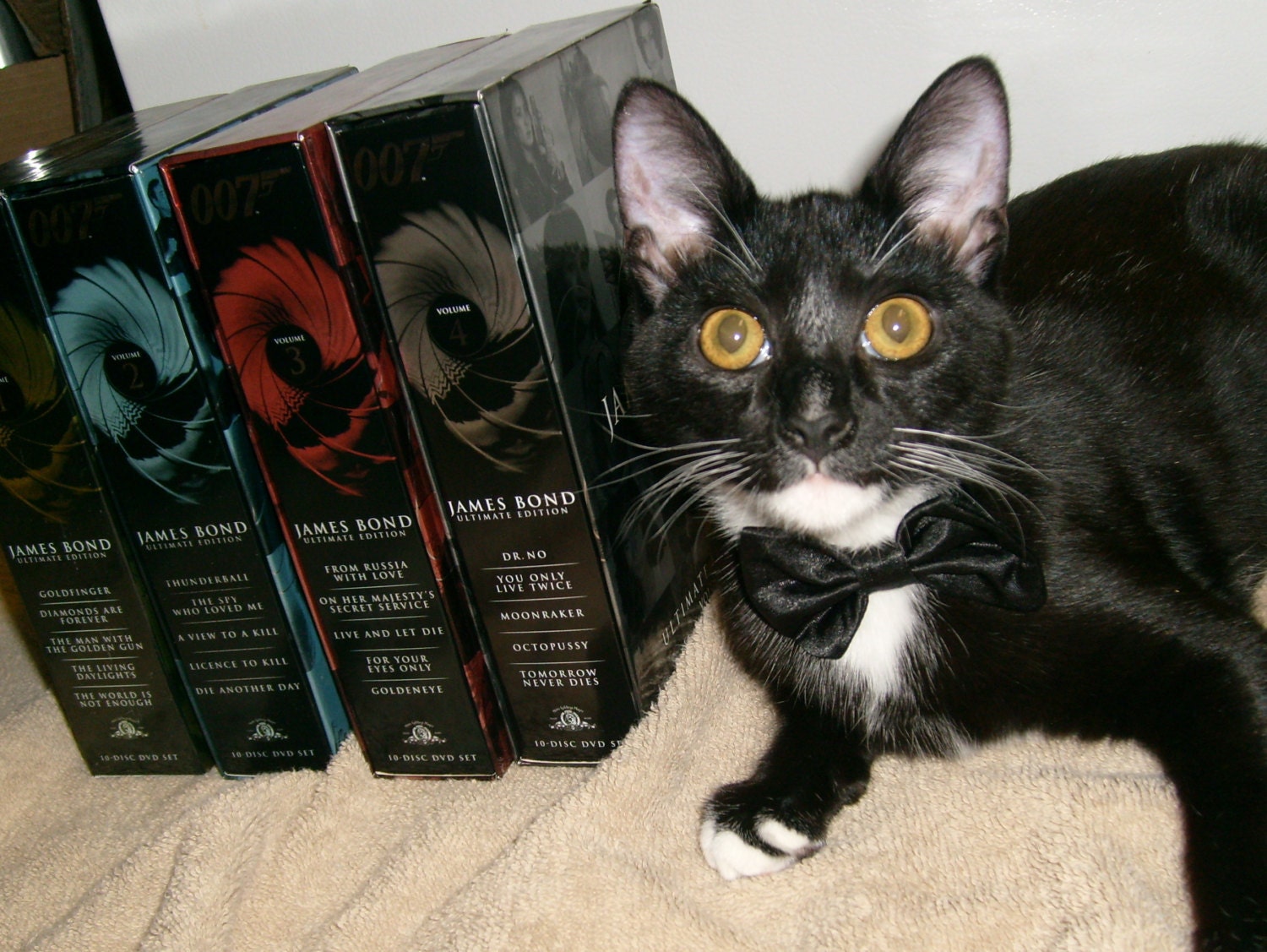 Black Tie Affair for Cats