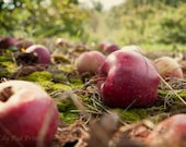 Fall Photograph -  The Perfect Apple 5X7 fine art print - red green, apple orchard, rustic, country, new england