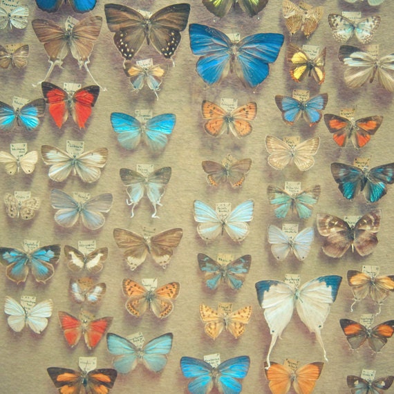 The Butterfly Collection - nature photography, butterfly art, garden, spring decor, natural history photo, colorful decor 8x8 print