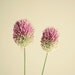 Two of a Kind - Flower photograph, nature art, flower art, pink and green, minimalist art, gift for Mom 8x8 Print