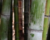 Nature Photography, Bamboo Forest, 8x10 Fine Art Nature Print, Home Decor, Wall Decor