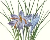 vintage saffron crocus wild flowers art print book plate engraved lithograph picture blooming purple lavender orange green nature garden