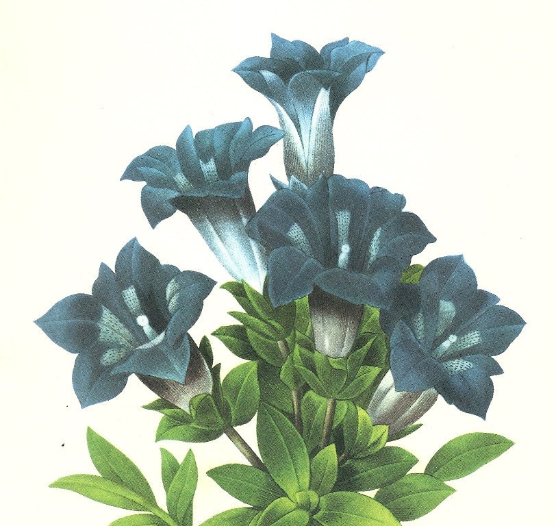 blue grentian vintage wild flowers art print book plate engraved lithograph picture blooming green nature garden