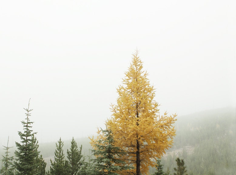 Winter Landscape Photograph of Yellow Gold Tamarack Tree 8x10