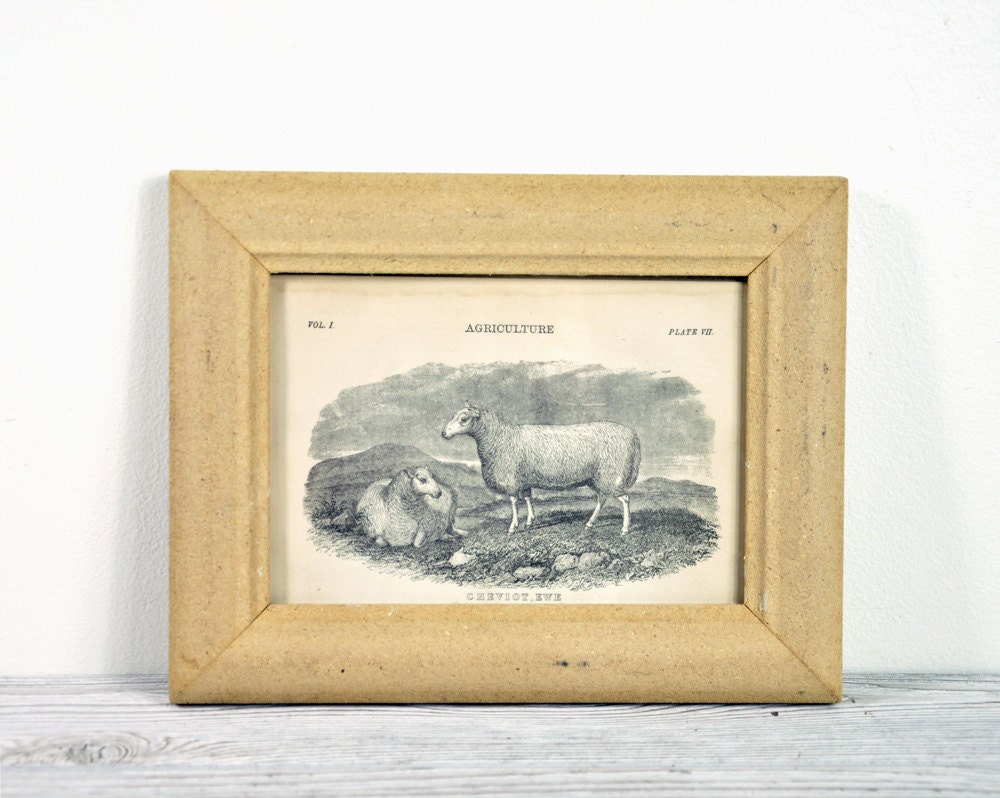 Antique Framed Animal Print / Sheep Etching