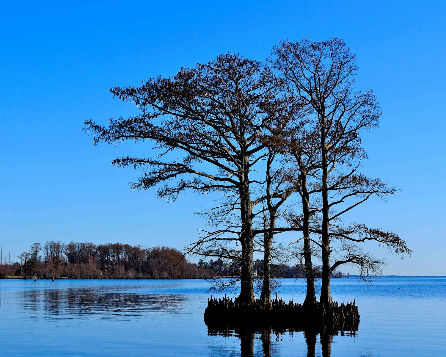 Edenton Bay Cypress High quality color print by RobertJPhotography