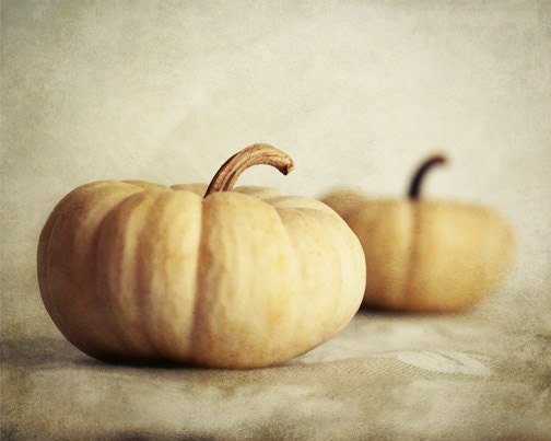 Autumn Pumpkin Photograph fall white mini harvest still life cream Thanksgiving ghost pumpkins - FirstLightPhoto