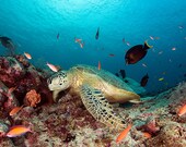 Sea Turtle Art Underwater Photo 8x12 Nautical Decor