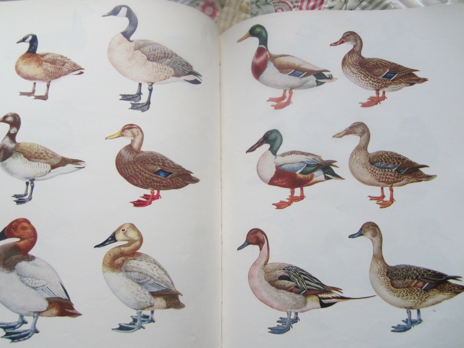 Vintage Book The New Hunter's Encyclopedia 1972