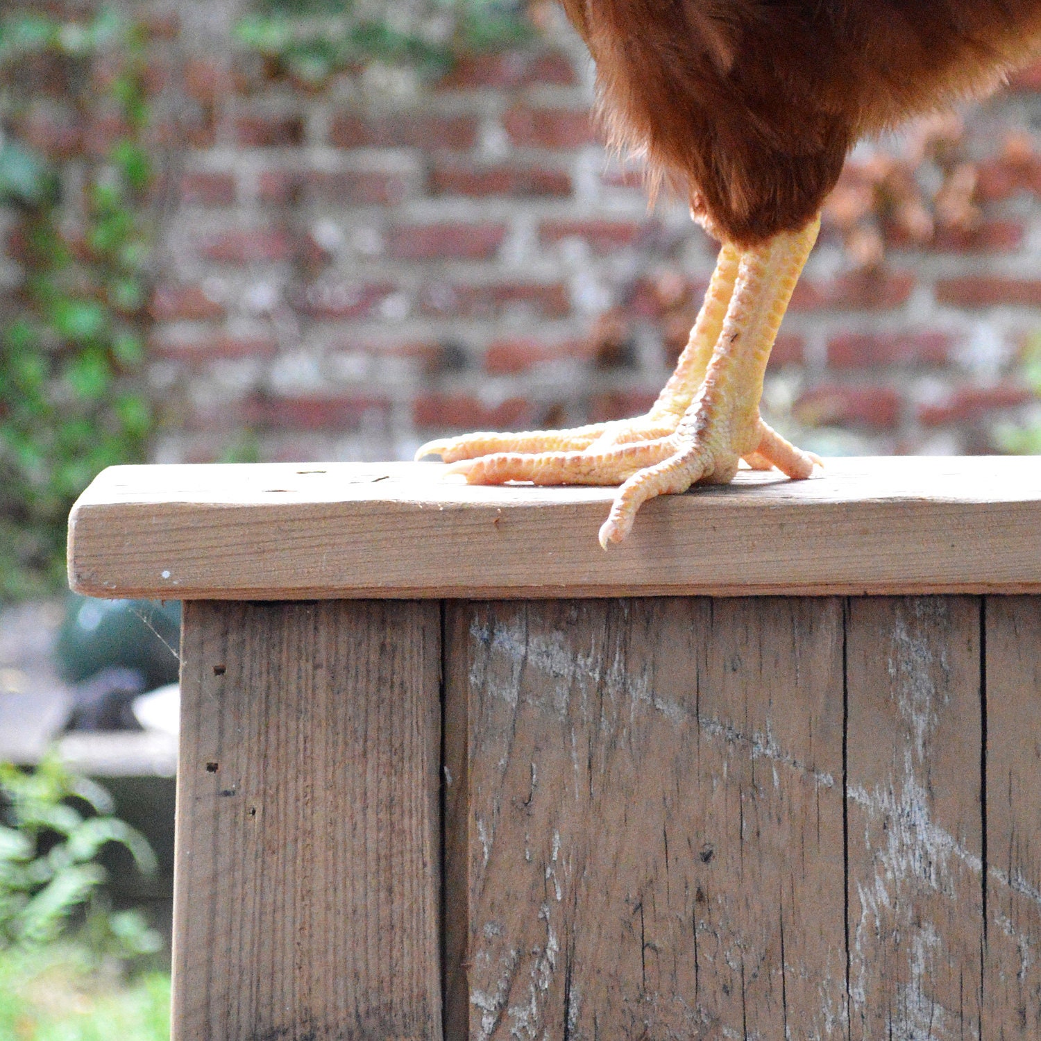 Reclaimed Cypress Chicken Coop
