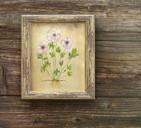 Rustic Anemone Flowers Print 8"x10" - Rustic Flower Wall Art, Botanical Artwork, Lavender Flowers Art - calamaristudio