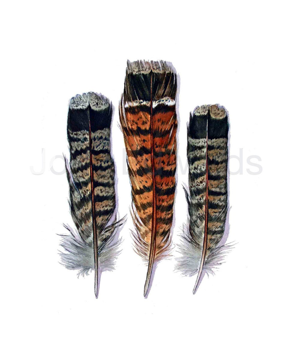 Grouse Feathers Archival Quality Print - 8 x 10 Based on the Original Watercolor