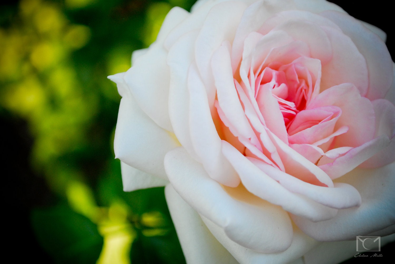 a rose by any other name - 8x10 fine art photograph