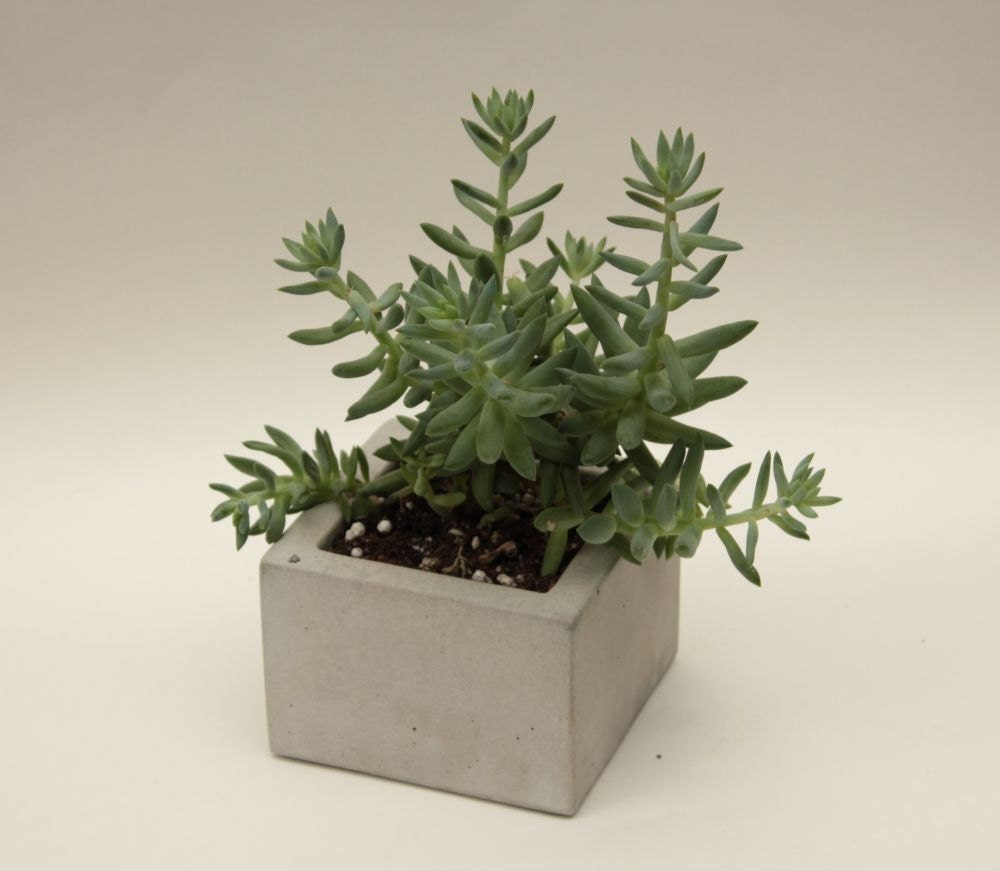 Square Concrete Mini Planter