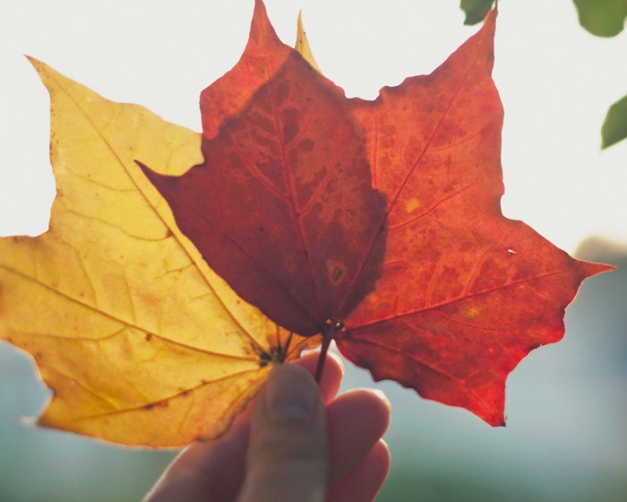 Nature photograph - fine art photography print -  red yellow golden leaves fall autumn home decor - Autumn in my hands