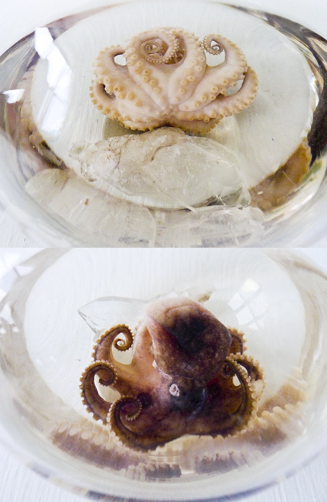 Sea Witch Octopus Specimen In Crystal Science Beaker