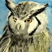 Owl Art- "Dignity"  - ACEO Watercolor Painting