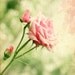 Digital download photo vintage look Shabby chic Rose romance Pastel pink green spring decor