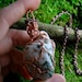 LARGE Moss Agate Amulet