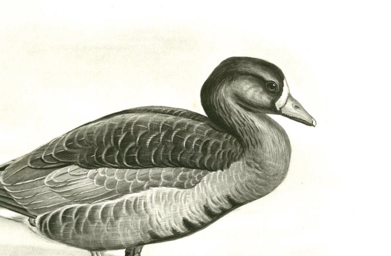 Antique Bird Print Black and White Photogravure 1906. Of a WHITE FRONTED GOOSE Illustrated by famous bird artist Lilian Medland