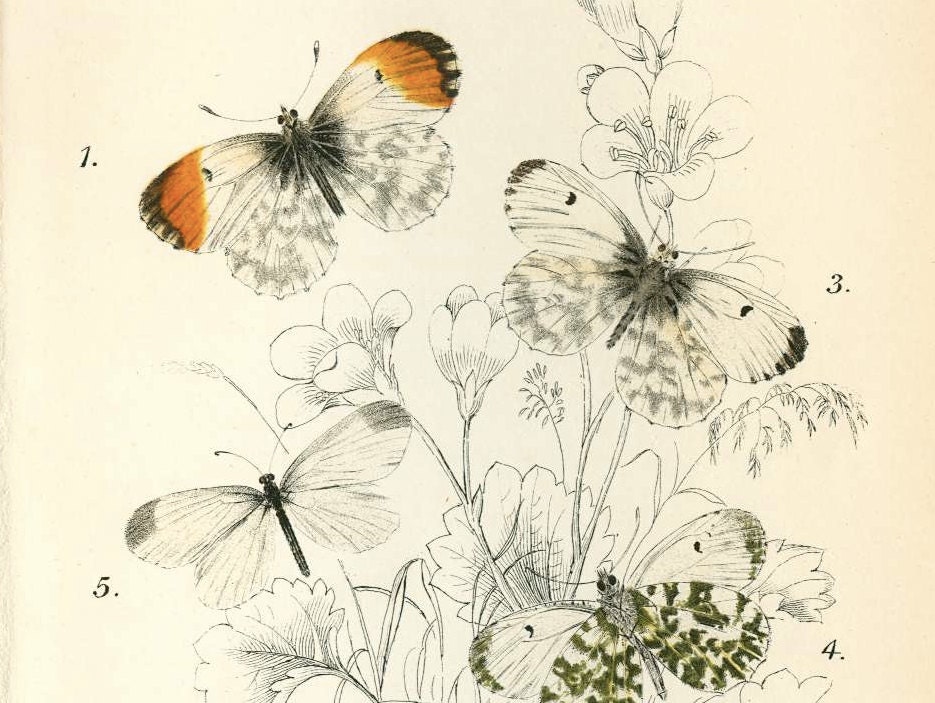 Antique Butterfly / Moth Print  From Lloyd's Natural History by W.F.Kirby. London Original antique color chromolithograph from 1897