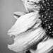 Black and White Photo of Sunflower - Fine Art photo entitled Sunflower in Black and White -  8 X 10