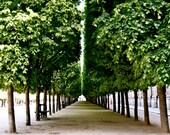 Paris Photography - Symmetry in Paris - 20 x 24 Large Photo -  Green Art Print - French Decor - Travel Art - Tree Print
